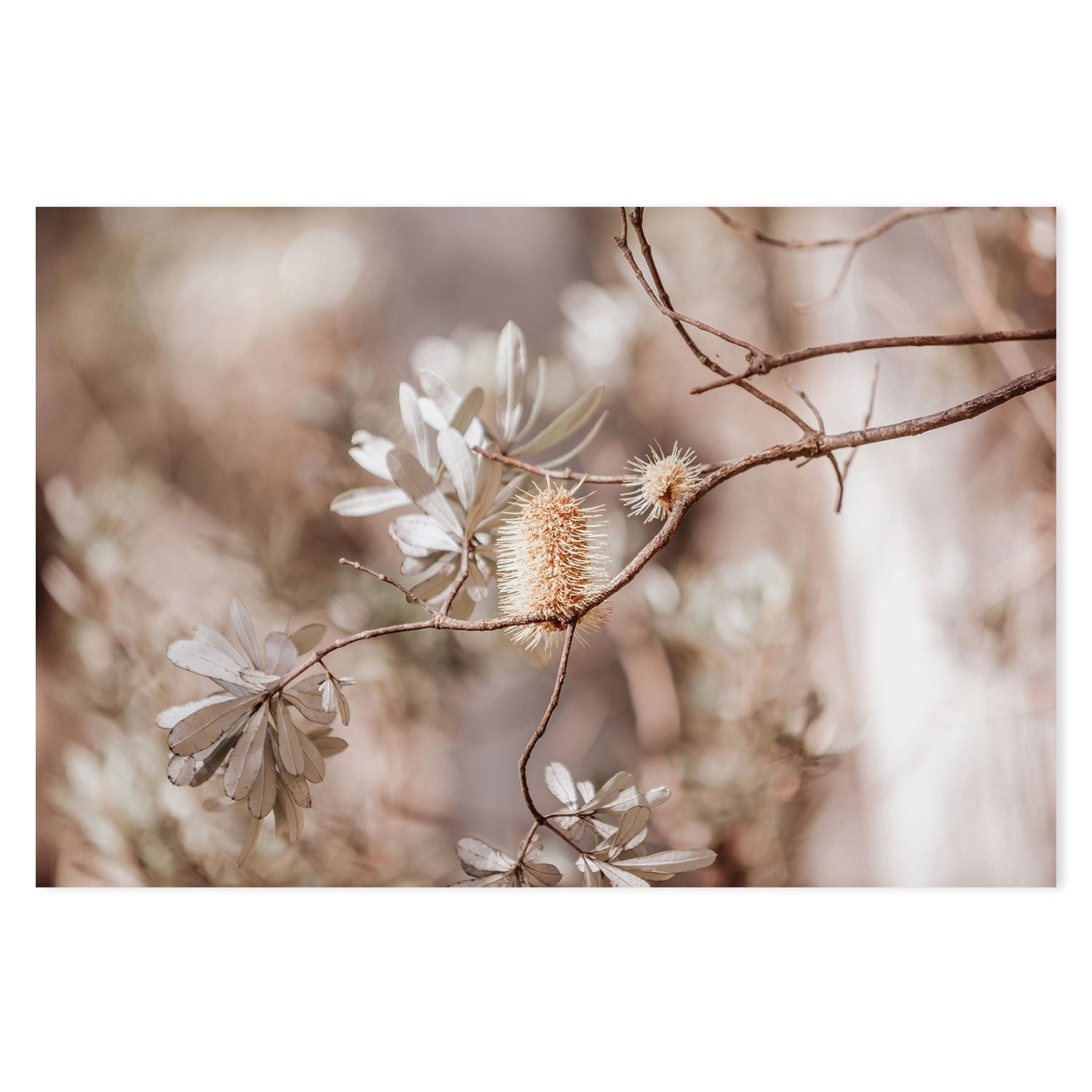 wall-art-print-canvas-poster-framed-Brown Bohemian Native Plants-GIOIA-WALL-ART