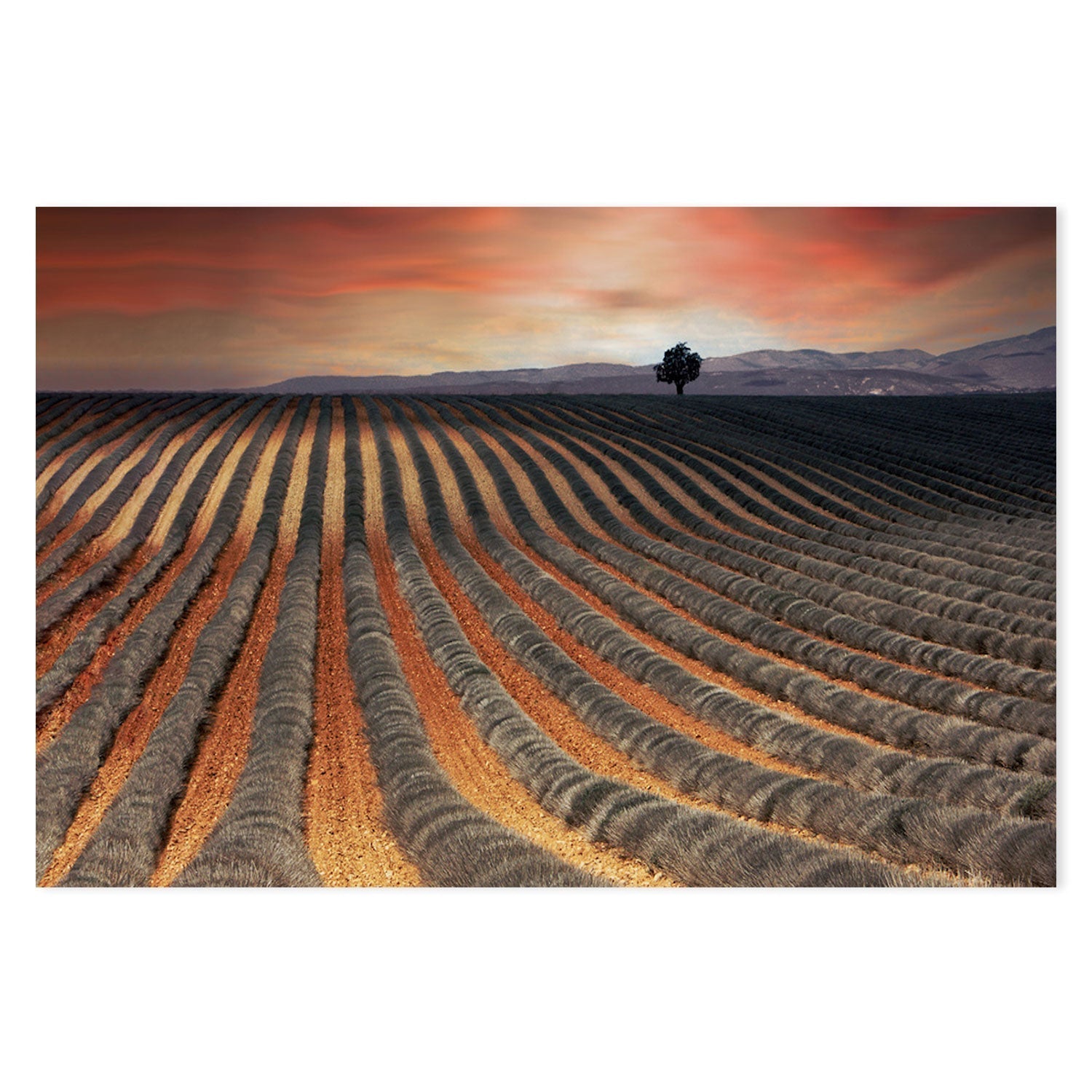 wall-art-print-canvas-poster-framed-Burnt Orange Farmland Field , By Gilbert Claes-GIOIA-WALL-ART