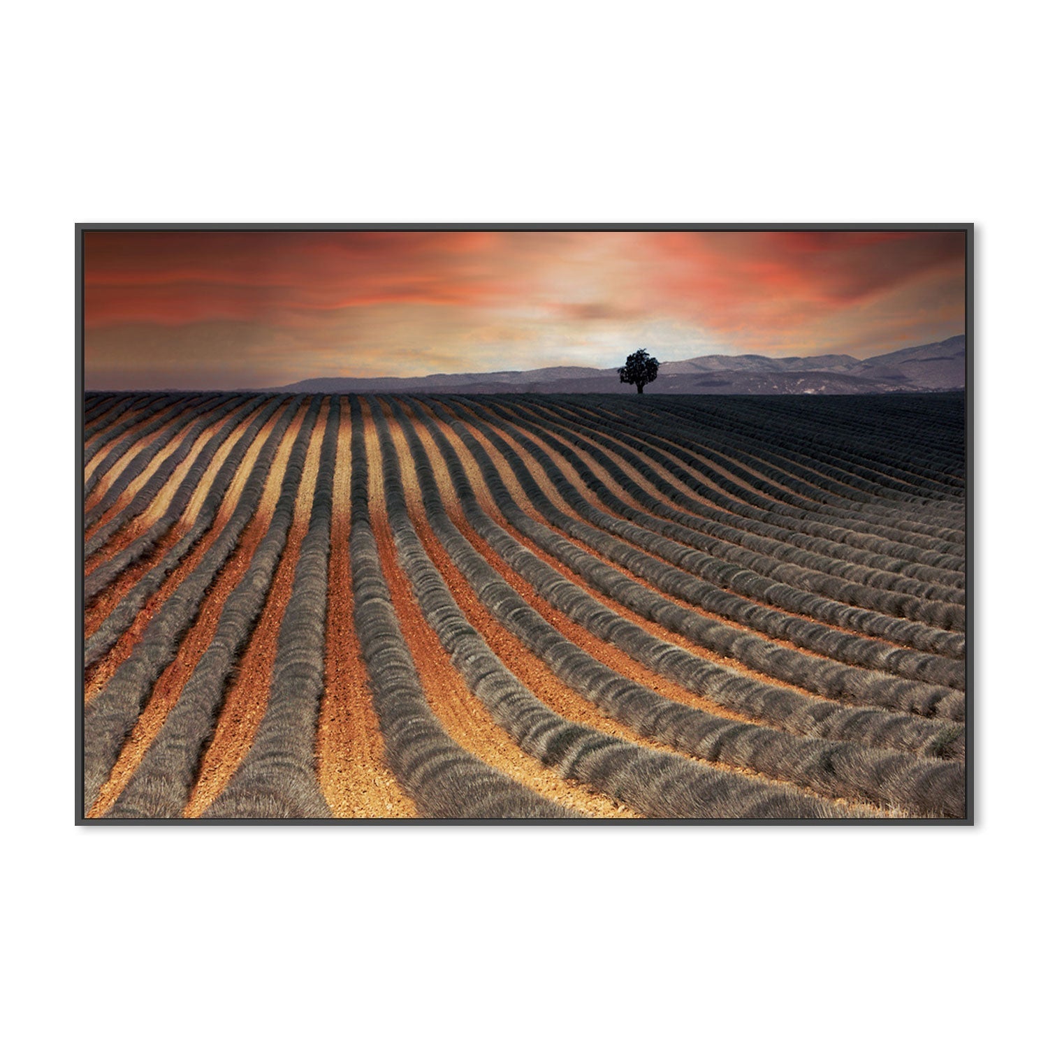 wall-art-print-canvas-poster-framed-Burnt Orange Farmland Field , By Gilbert Claes-GIOIA-WALL-ART