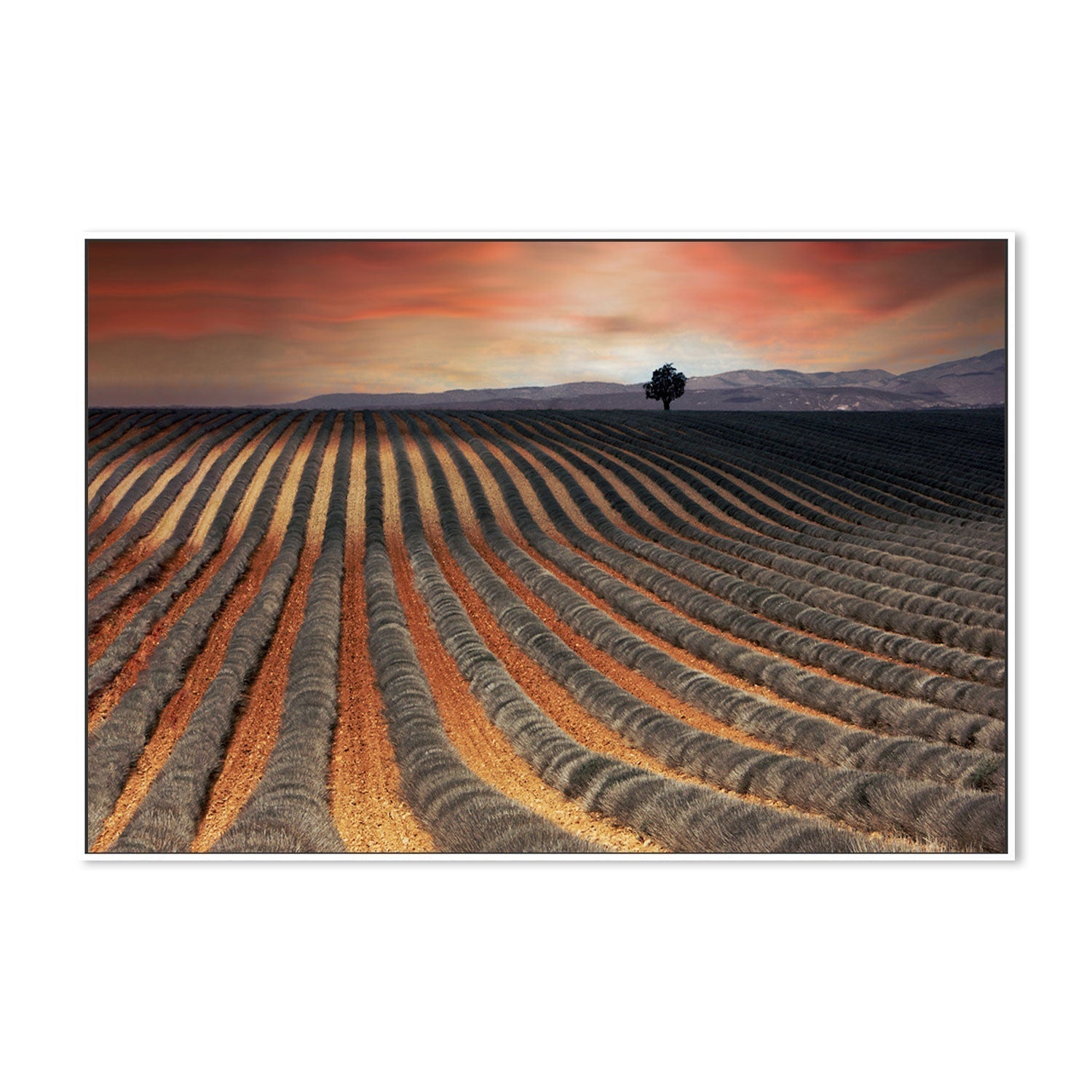 wall-art-print-canvas-poster-framed-Burnt Orange Farmland Field , By Gilbert Claes-GIOIA-WALL-ART