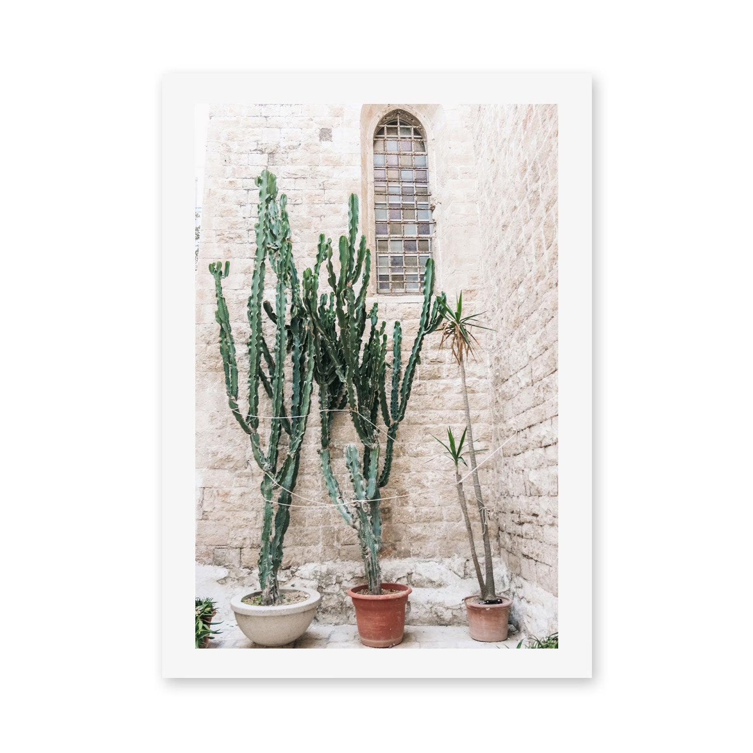 wall-art-print-canvas-poster-framed-Cacti of Puglia, Puglia, Italy , By Carla & Joel Photography-GIOIA-WALL-ART