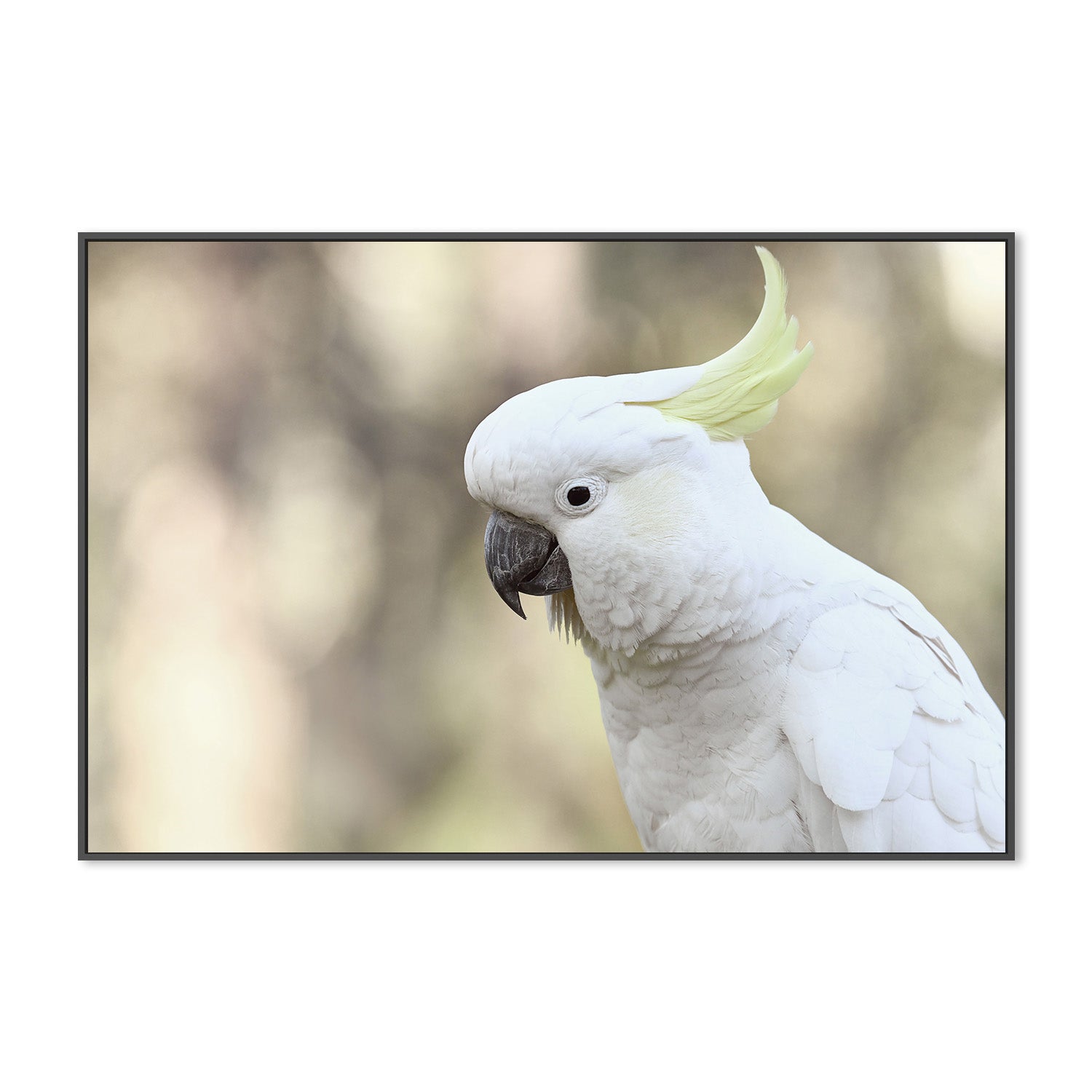 wall-art-print-canvas-poster-framed-Charlie Cockatoo , By Belinda Gerace-3