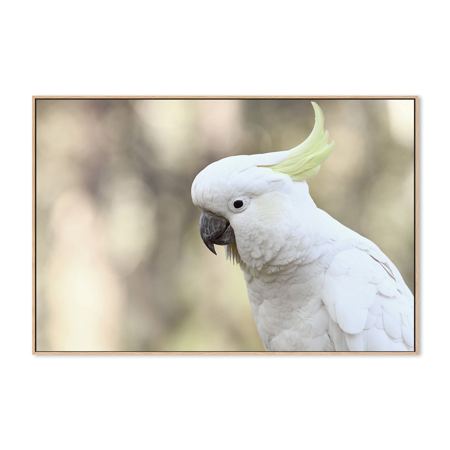 wall-art-print-canvas-poster-framed-Charlie Cockatoo , By Belinda Gerace-4