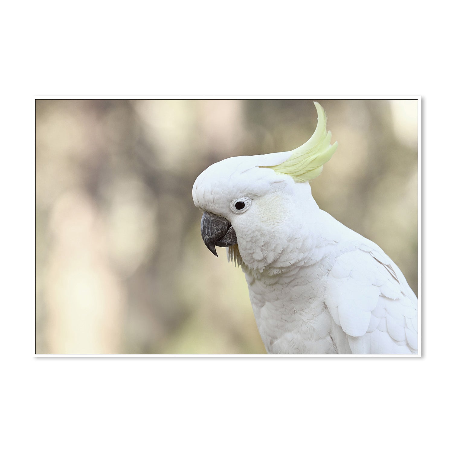 wall-art-print-canvas-poster-framed-Charlie Cockatoo , By Belinda Gerace-5