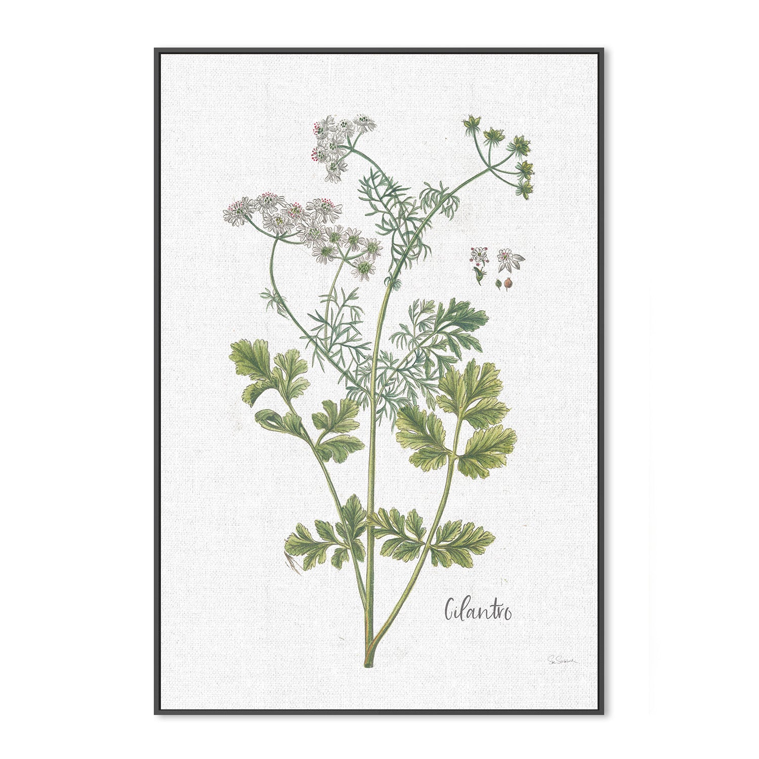 wall-art-print-canvas-poster-framed-Cilantro Cottage Herbs, Style C , By Sue Schlabach-3
