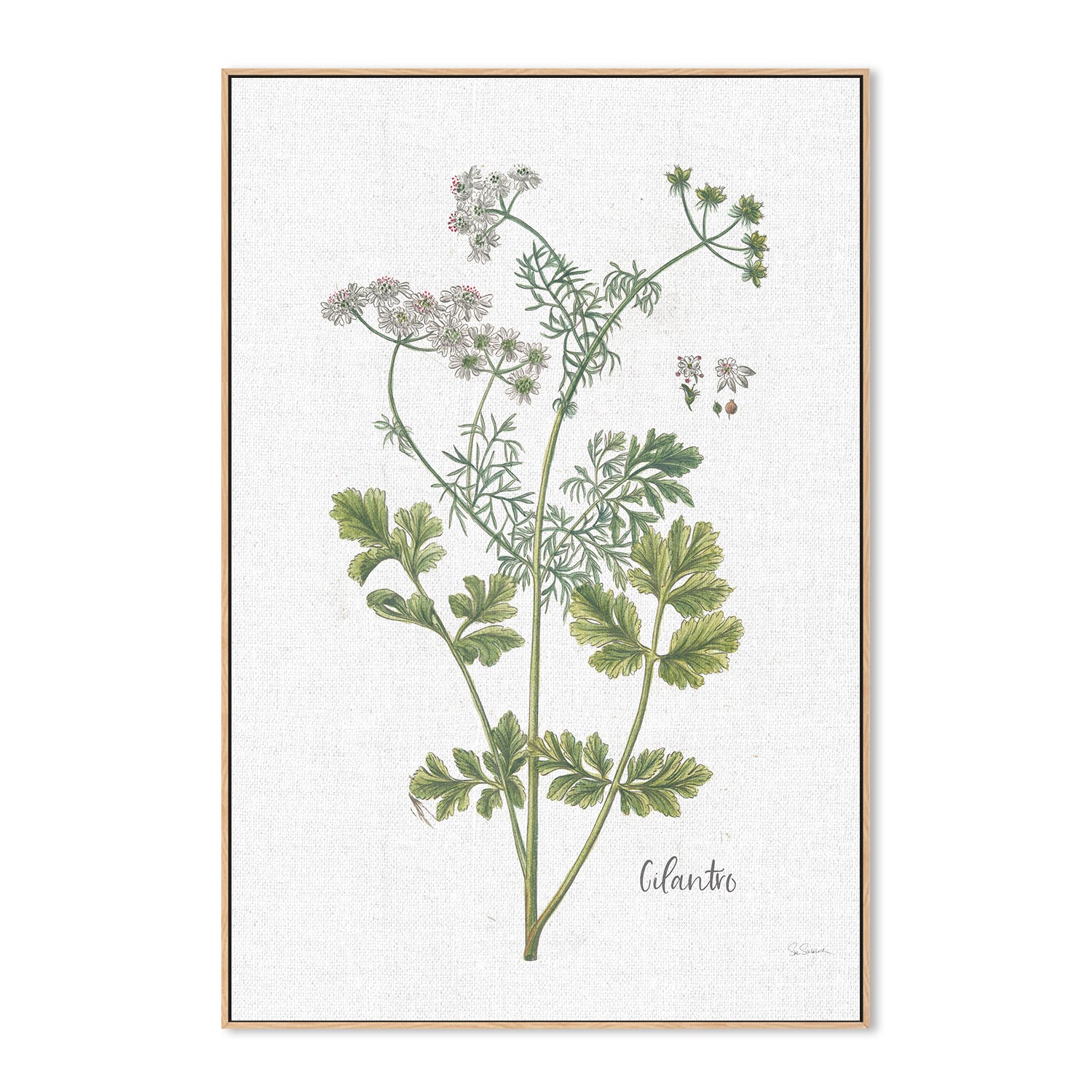wall-art-print-canvas-poster-framed-Cilantro Cottage Herbs, Style C , By Sue Schlabach-4