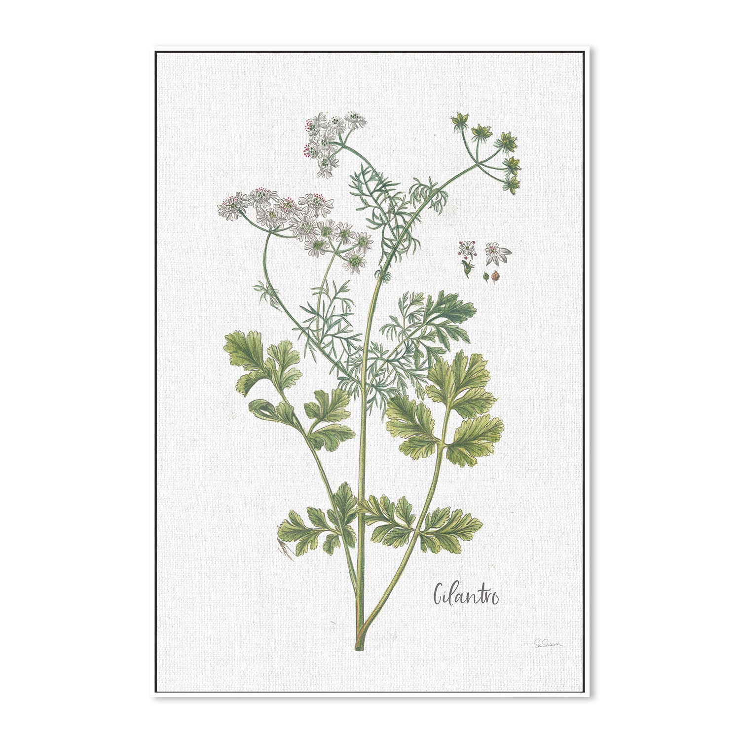 wall-art-print-canvas-poster-framed-Cilantro Cottage Herbs, Style C , By Sue Schlabach-5