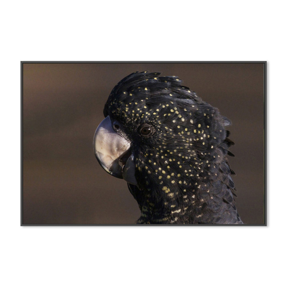 wall-art-print-canvas-poster-framed-Close Up To A Cockatoo, by Susan Moss-by-Plus X Studio-Gioia Wall Art