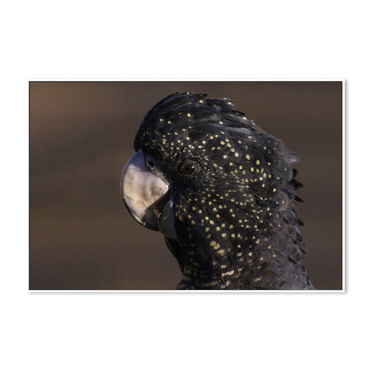 wall-art-print-canvas-poster-framed-Close Up To A Cockatoo, by Susan Moss-by-Plus X Studio-Gioia Wall Art