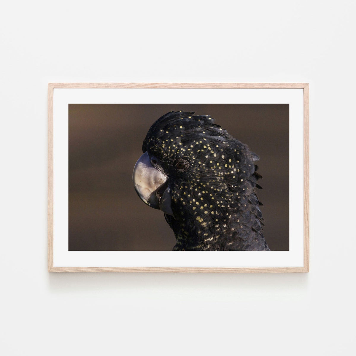 wall-art-print-canvas-poster-framed-Close Up To A Cockatoo, by Susan Moss-by-Plus X Studio-Gioia Wall Art