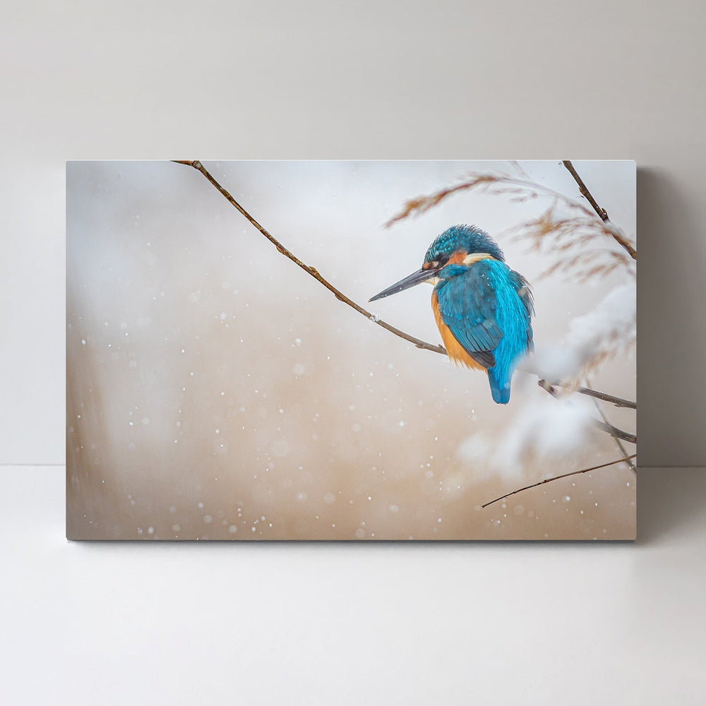 wall-art-print-canvas-poster-framed-Common Kingfisher, By Yordan Vasilev-by-Plus X Studio-Gioia Wall Art