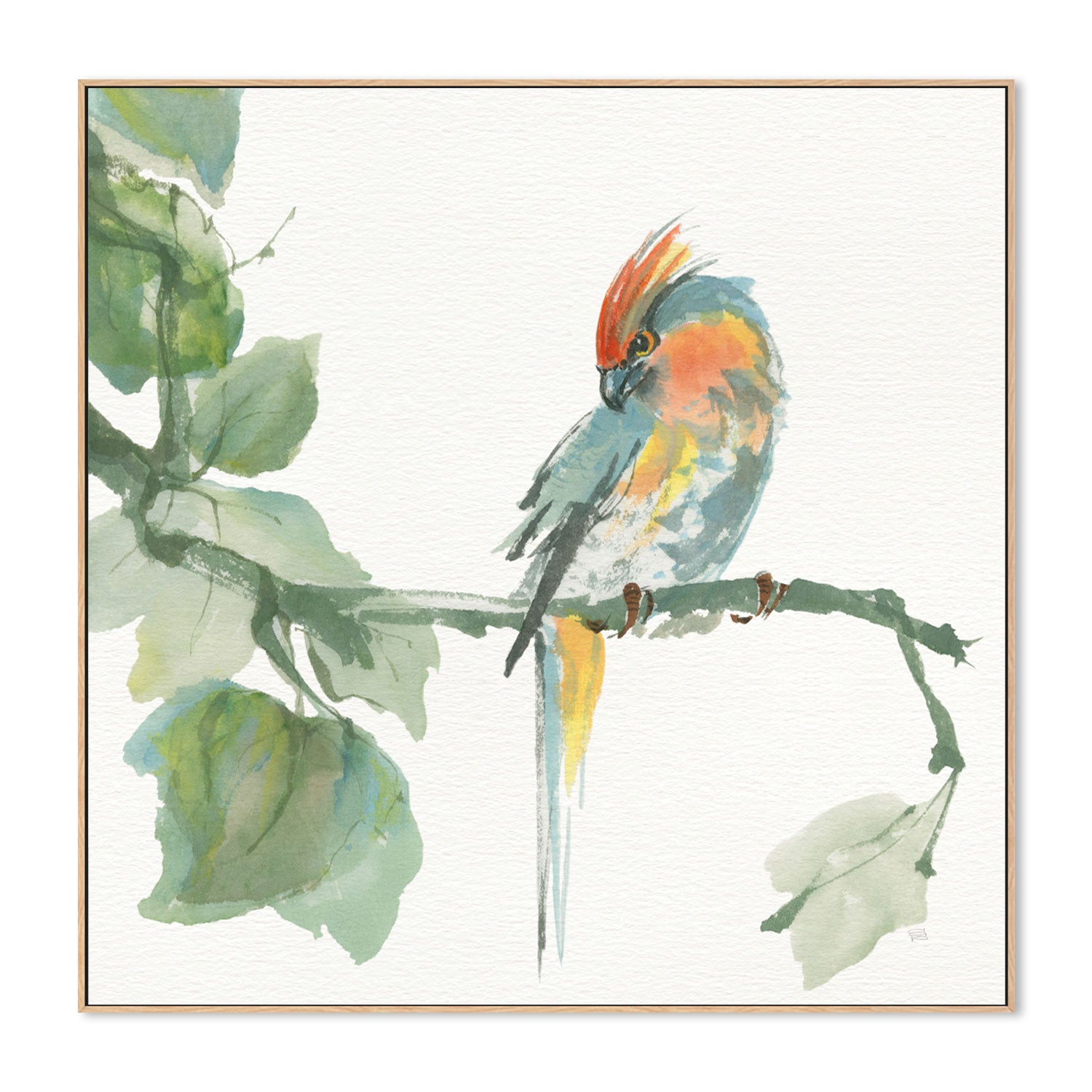 wall-art-print-canvas-poster-framed-Crested Cockatoo , By Chris Paschke-GIOIA-WALL-ART