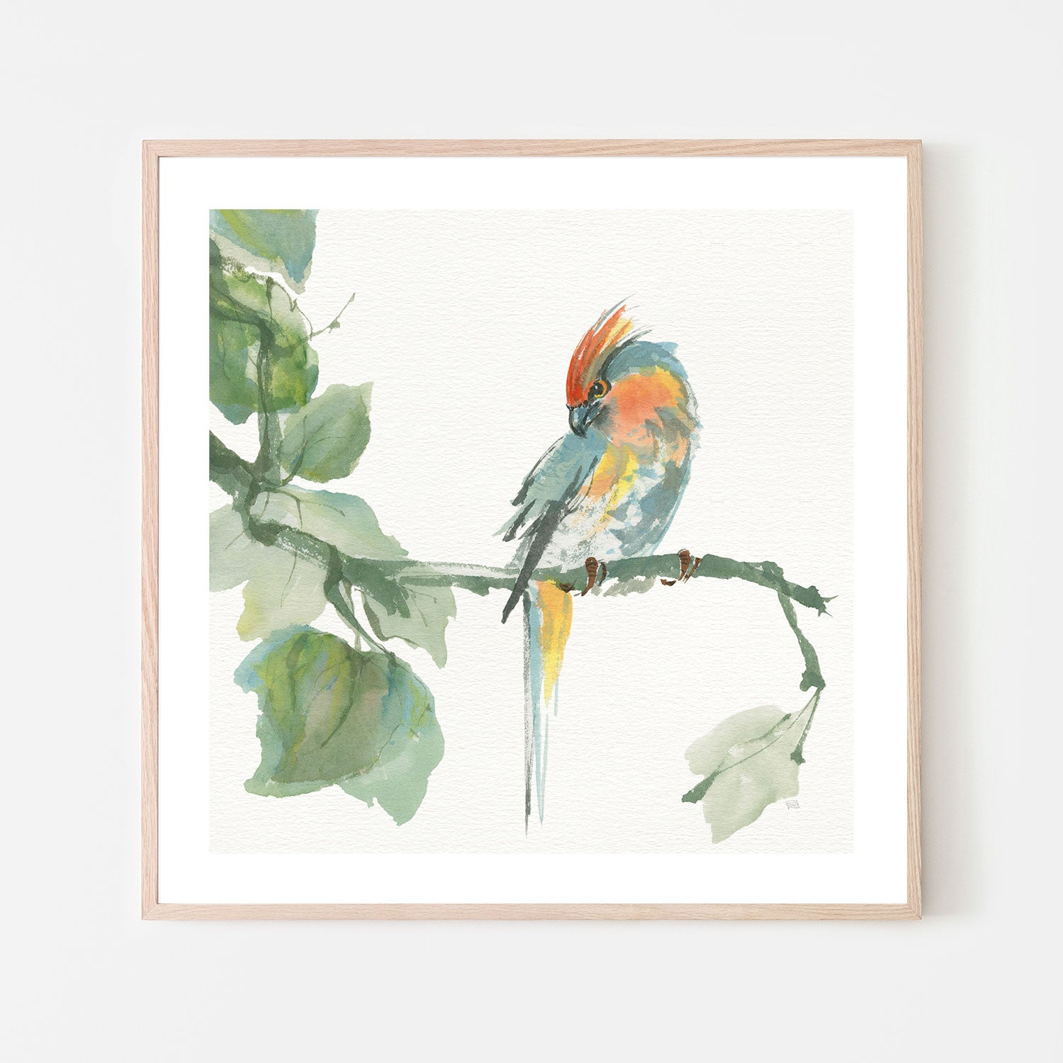 wall-art-print-canvas-poster-framed-Crested Cockatoo , By Chris Paschke-GIOIA-WALL-ART