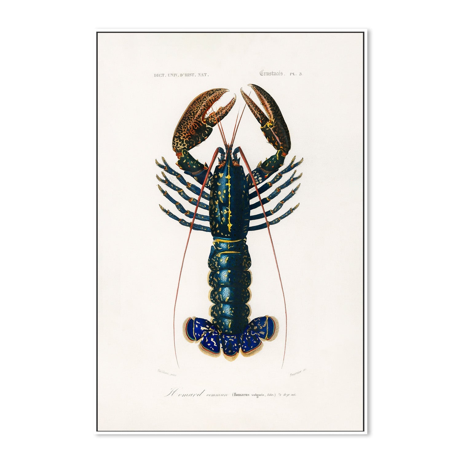 wall-art-print-canvas-poster-framed-Crimson Crawfish-5