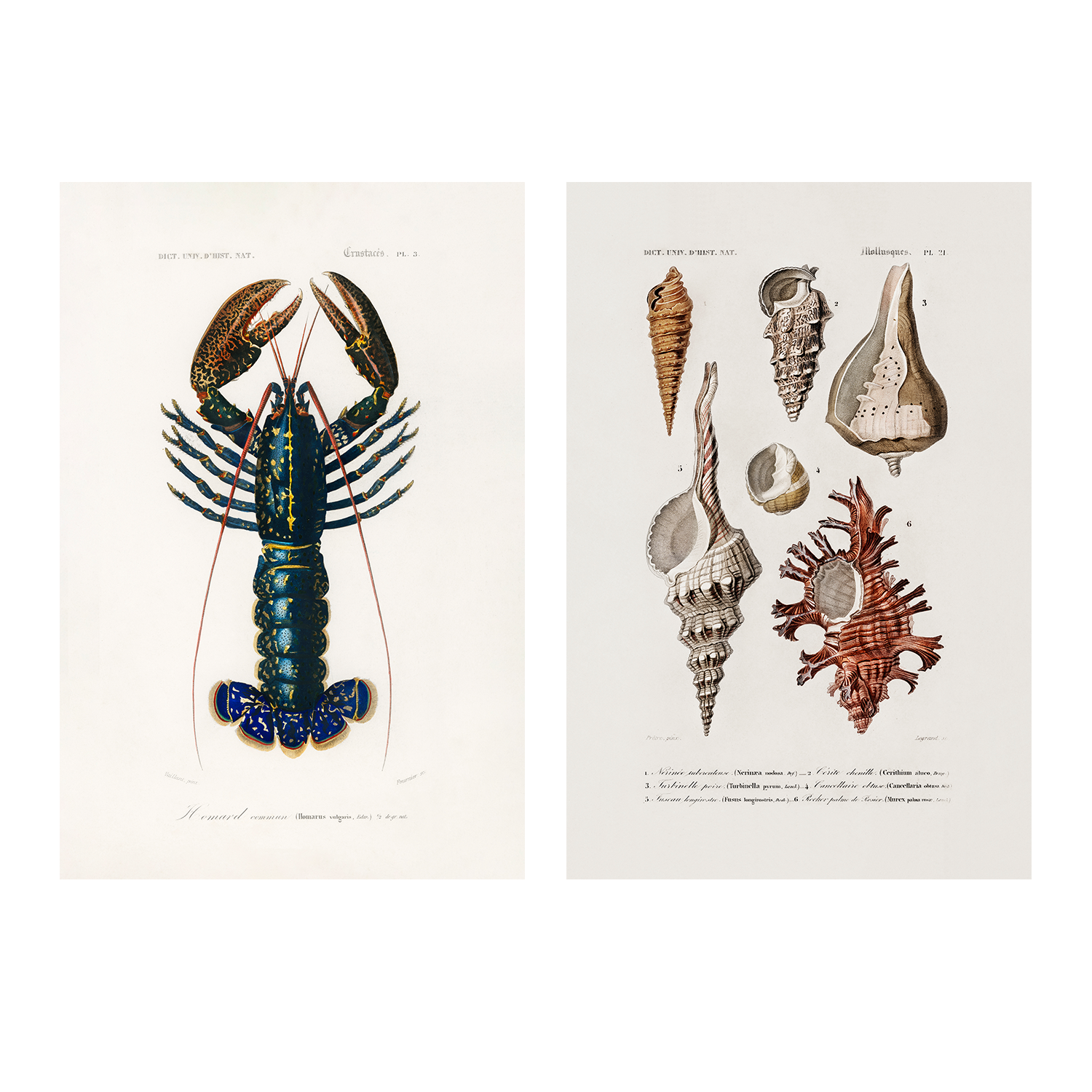 wall-art-print-canvas-poster-framed-Crimson Crawfish & Sealife, Set Of 2-1