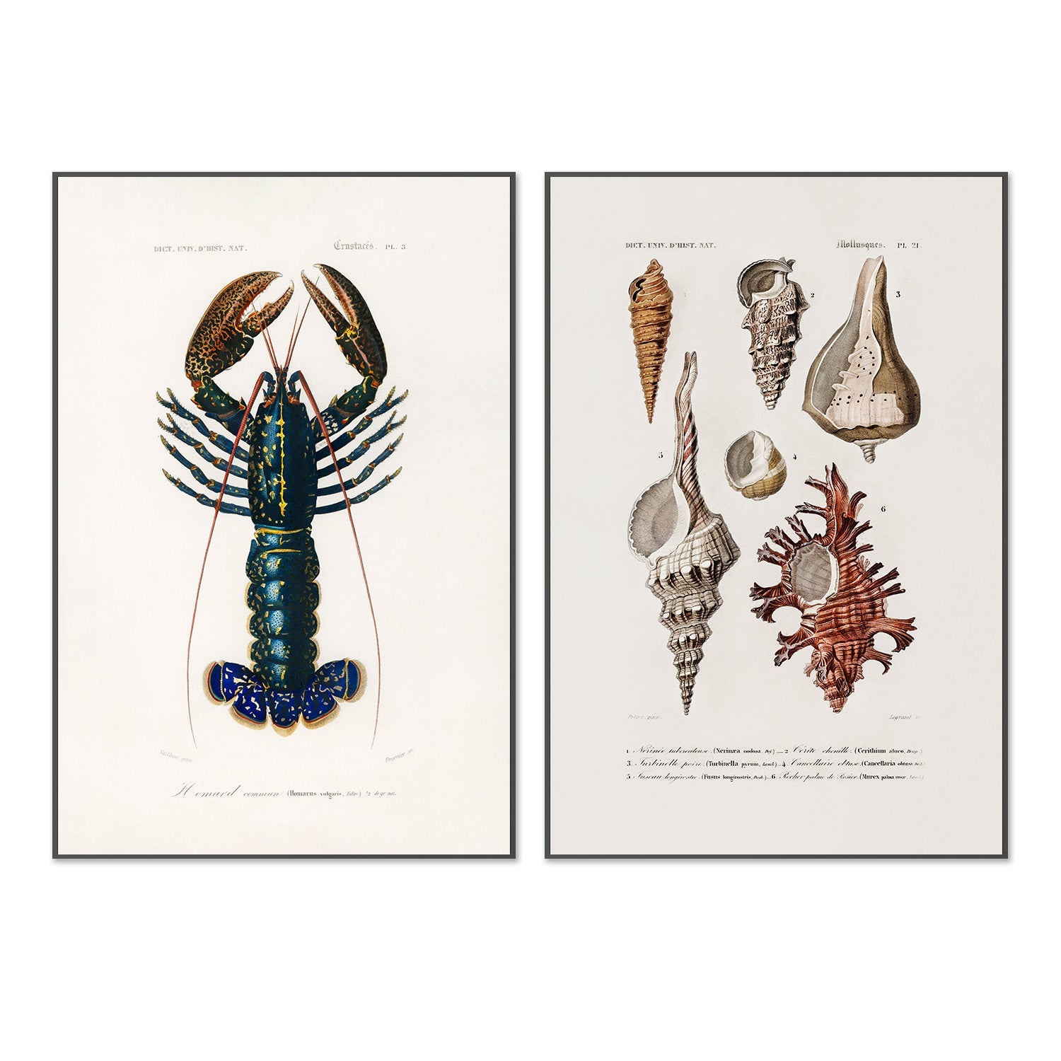 wall-art-print-canvas-poster-framed-Crimson Crawfish & Sealife, Set Of 2-3