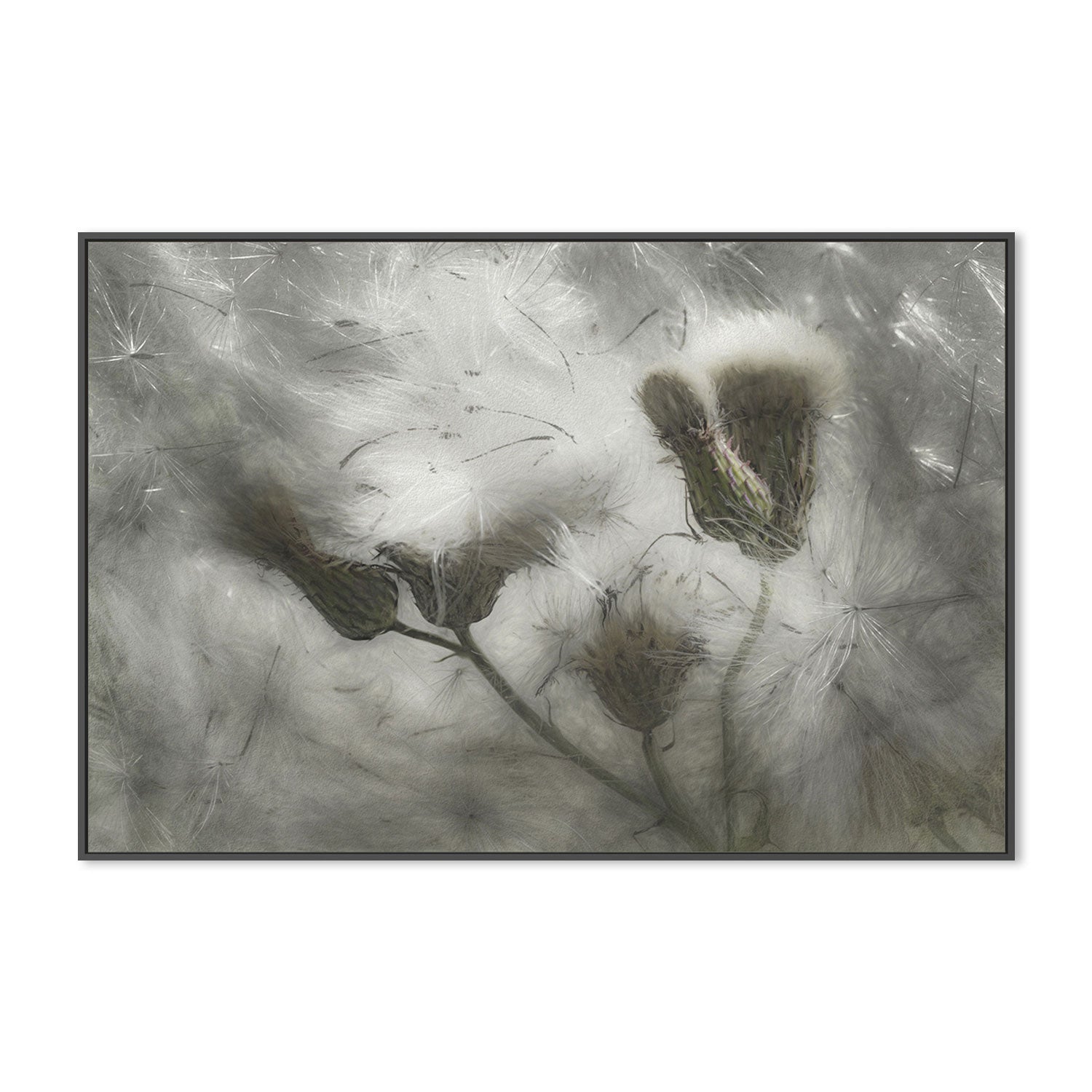 wall-art-print-canvas-poster-framed-Dandelions In The Wind , By Gilbert Claes-GIOIA-WALL-ART