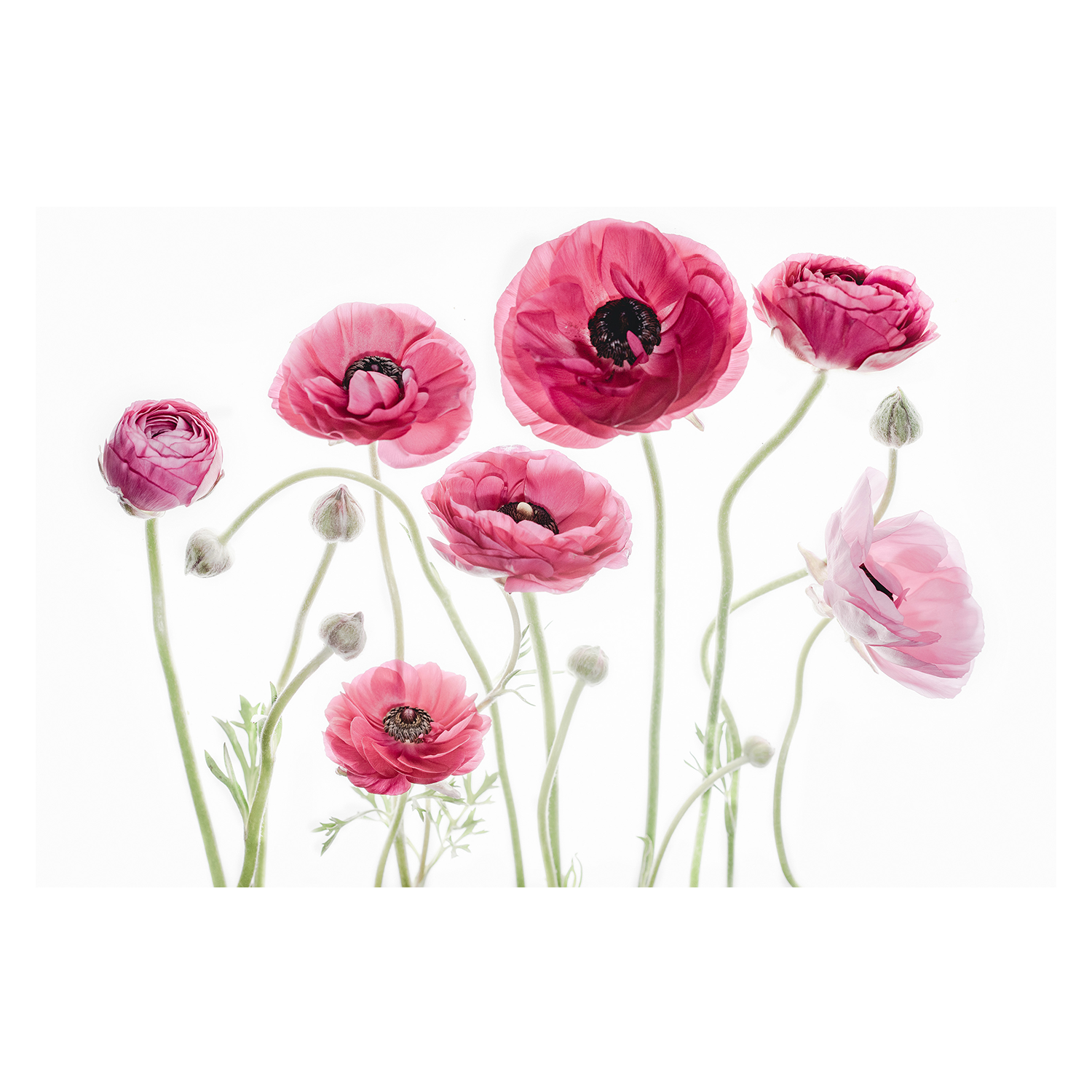 wall-art-print-canvas-poster-framed-Delicate Arrangement-1