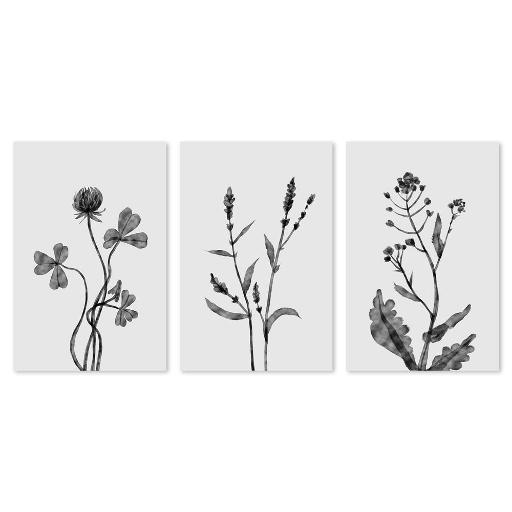 wall-art-print-canvas-poster-framed-Dutchclover, Orache And Shephards Purse , Set Of 3 , By Dan Hobday-by-Dan Hobday-Gioia Wall Art