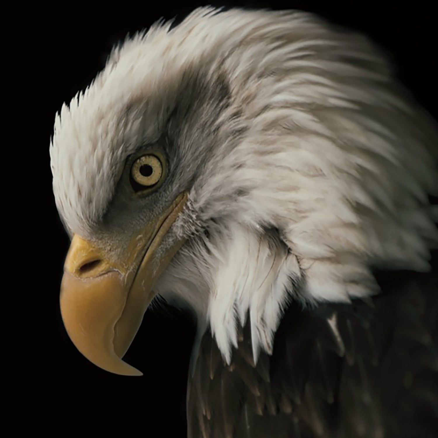 wall-art-print-canvas-poster-framed-Eagle Bow-10