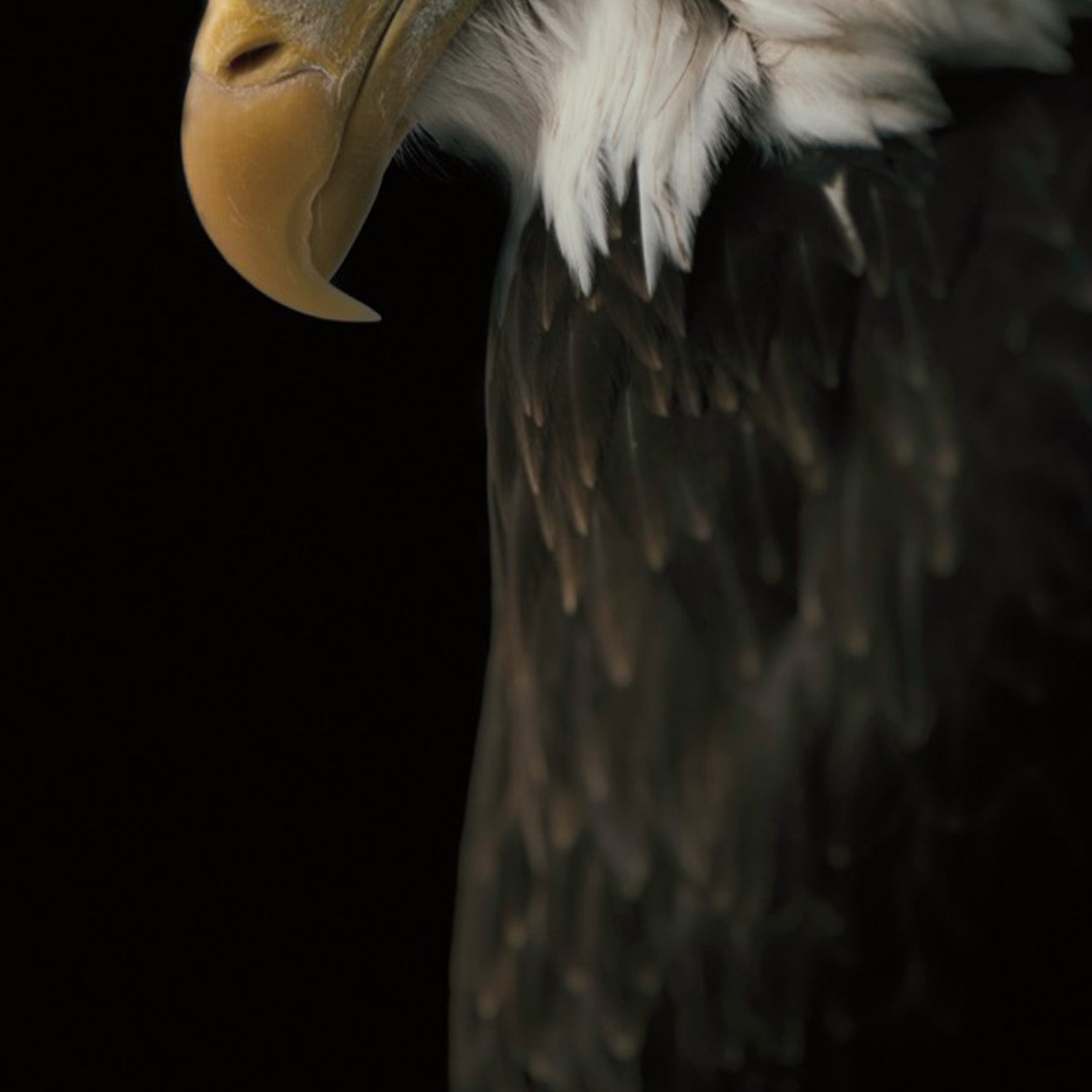 wall-art-print-canvas-poster-framed-Eagle Bow-11