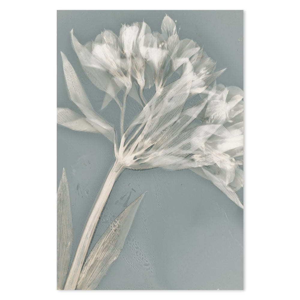 wall-art-print-canvas-poster-framed-Ethereal, Style A-by-Krista Mccurdy-Gioia Wall Art