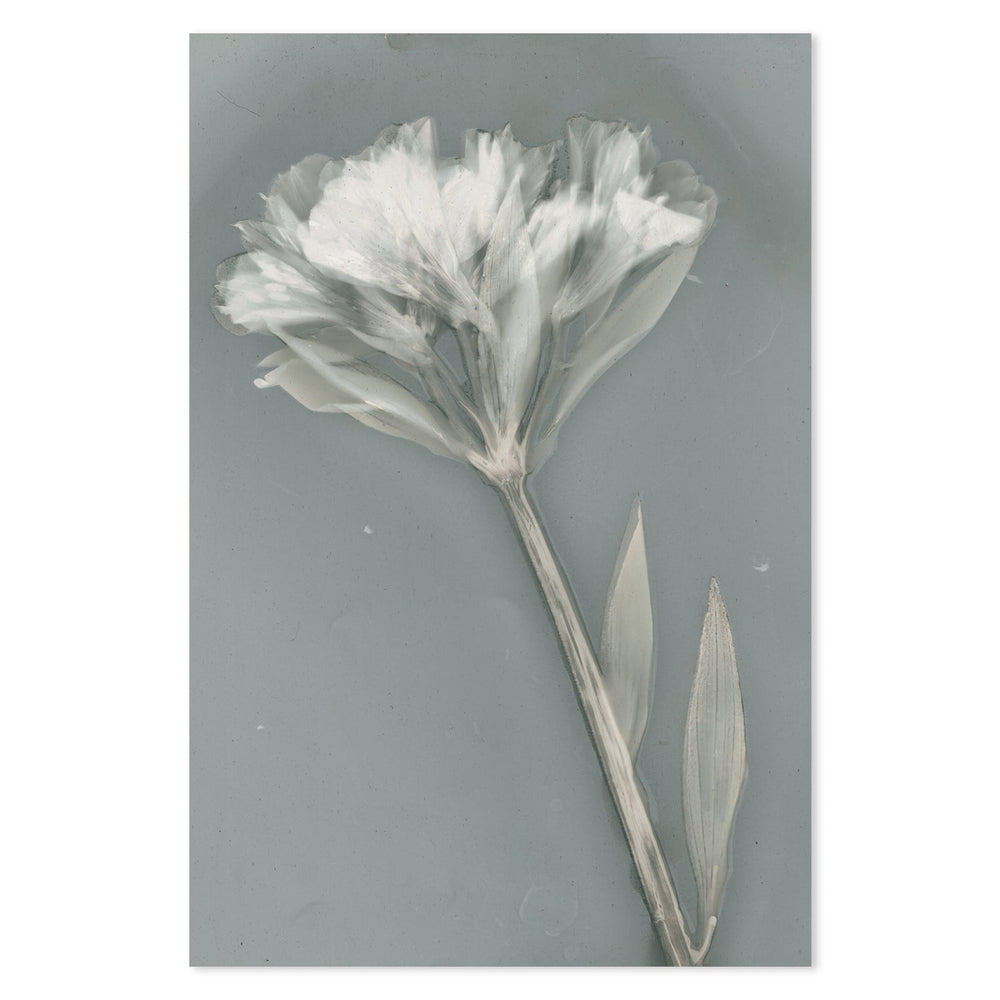 wall-art-print-canvas-poster-framed-Ethereal, Style B-by-Krista Mccurdy-Gioia Wall Art