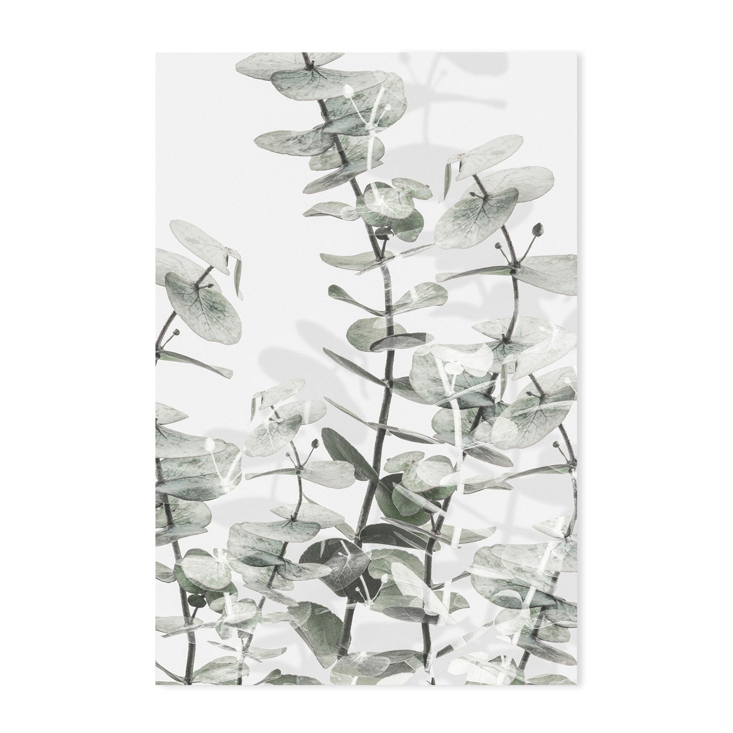 wall-art-print-canvas-poster-framed-Eucalyptus-by-Plus X Studio-Gioia Wall Art
