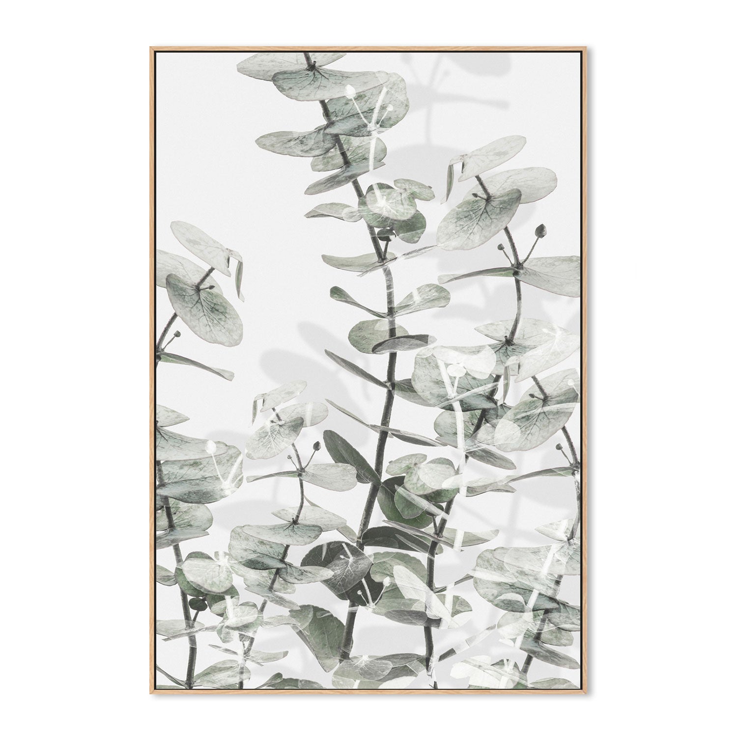 wall-art-print-canvas-poster-framed-Eucalyptus-by-Plus X Studio-Gioia Wall Art