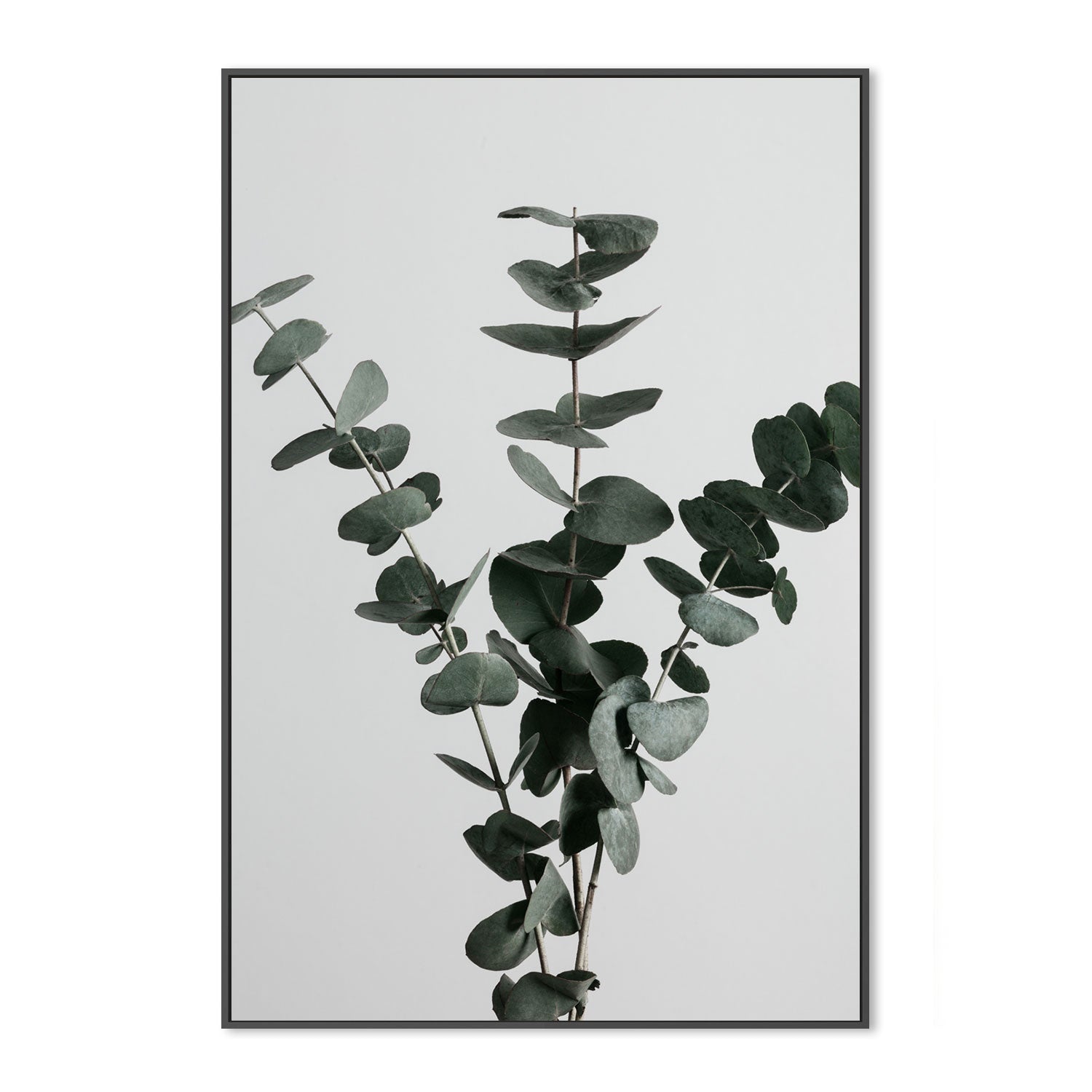 wall-art-print-canvas-poster-framed-Eucalyptus Natural, Style A-by-Plus X Studio-Gioia Wall Art