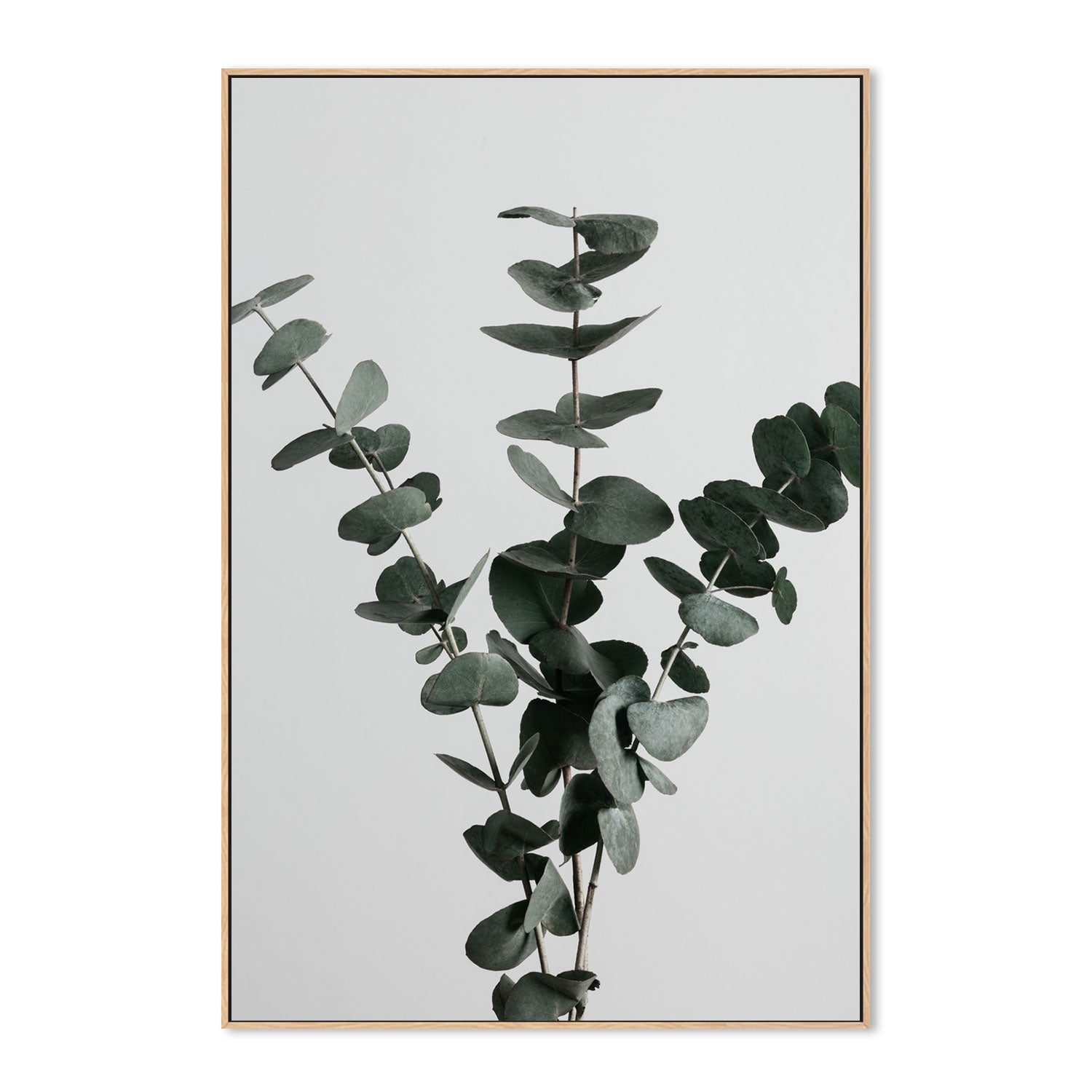 wall-art-print-canvas-poster-framed-Eucalyptus Natural, Style A-by-Plus X Studio-Gioia Wall Art