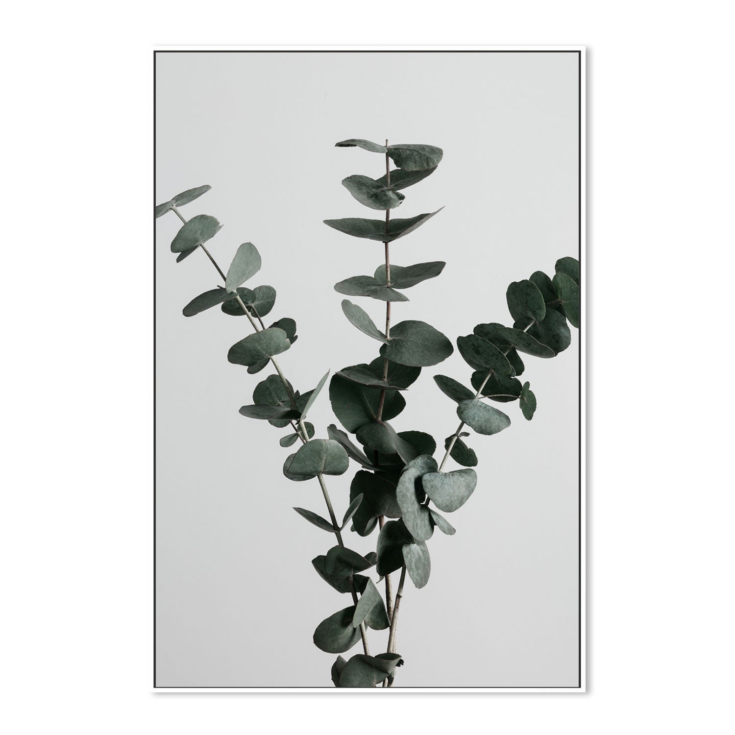 wall-art-print-canvas-poster-framed-Eucalyptus Natural, Style A-by-Plus X Studio-Gioia Wall Art