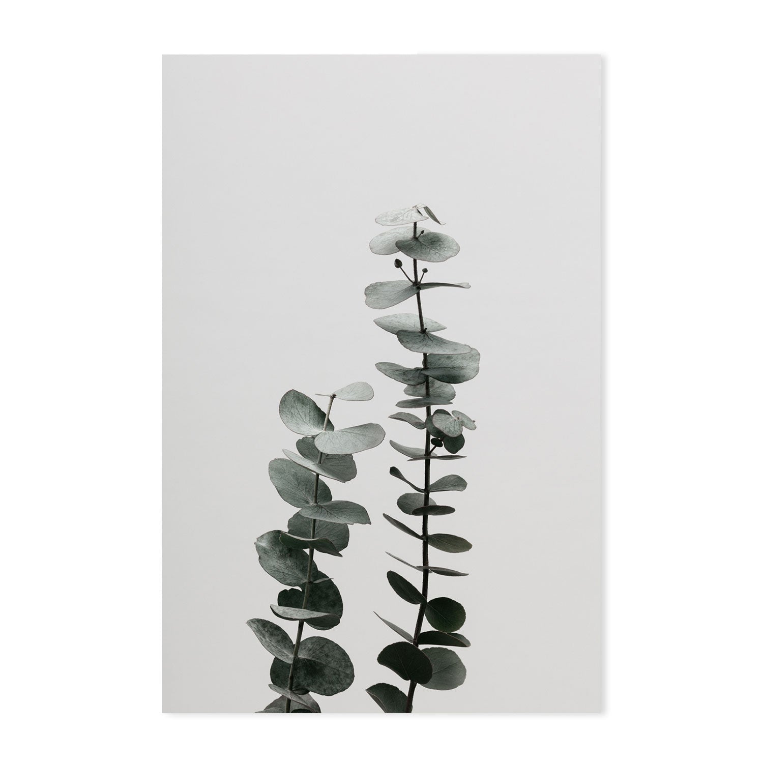 wall-art-print-canvas-poster-framed-Eucalyptus Natural, Style B-by-Plus X Studio-Gioia Wall Art
