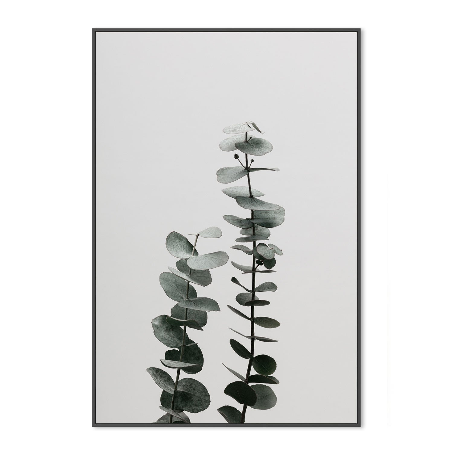 wall-art-print-canvas-poster-framed-Eucalyptus Natural, Style B-by-Plus X Studio-Gioia Wall Art