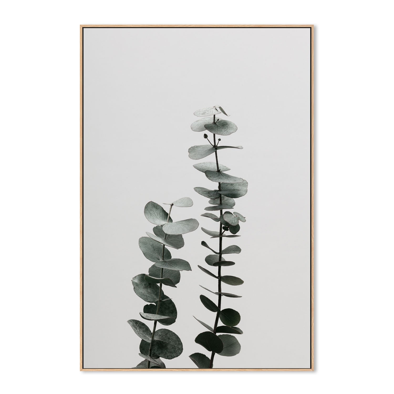 wall-art-print-canvas-poster-framed-Eucalyptus Natural, Style B-by-Plus X Studio-Gioia Wall Art