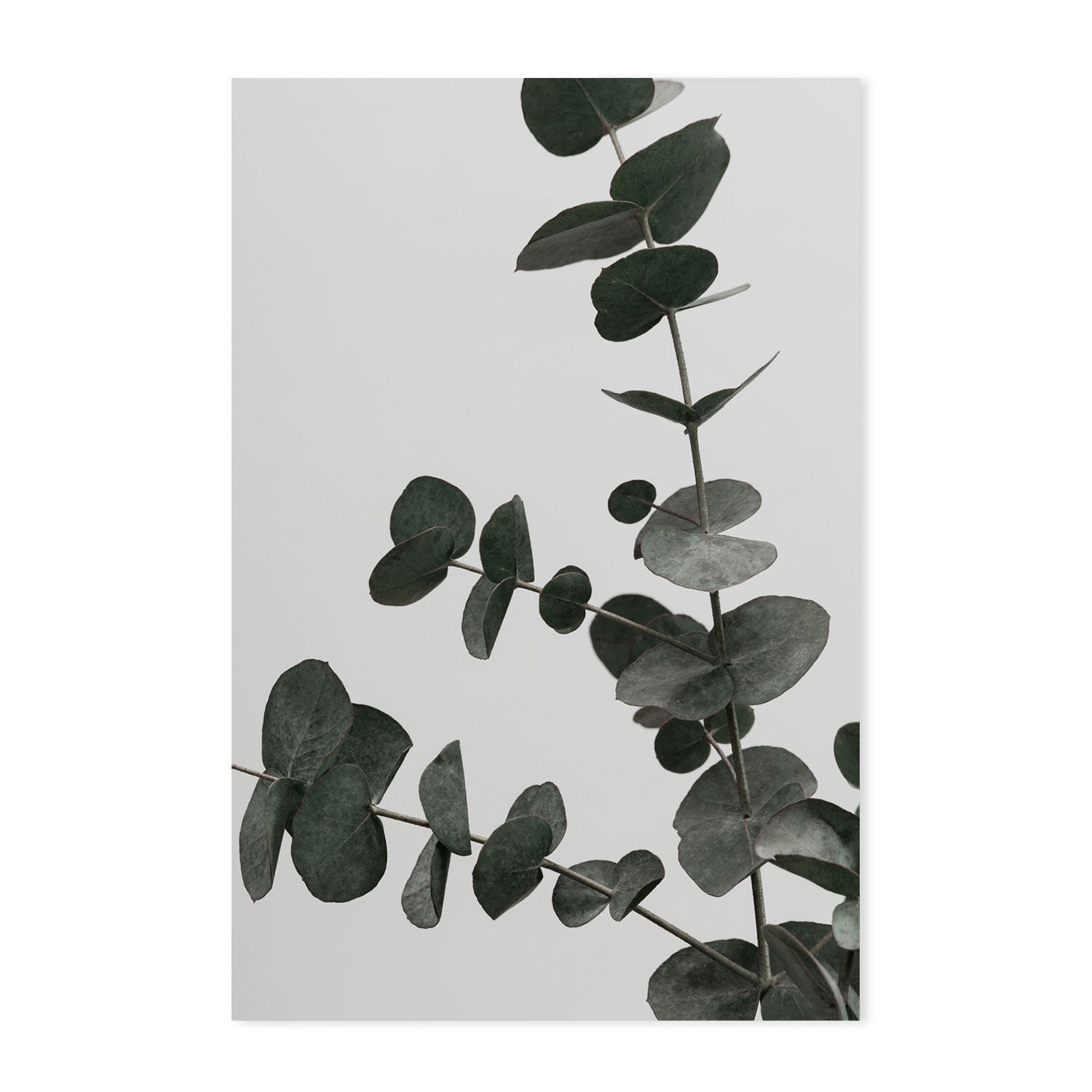 wall-art-print-canvas-poster-framed-Eucalyptus Natural, Style C-by-Plus X Studio-Gioia Wall Art