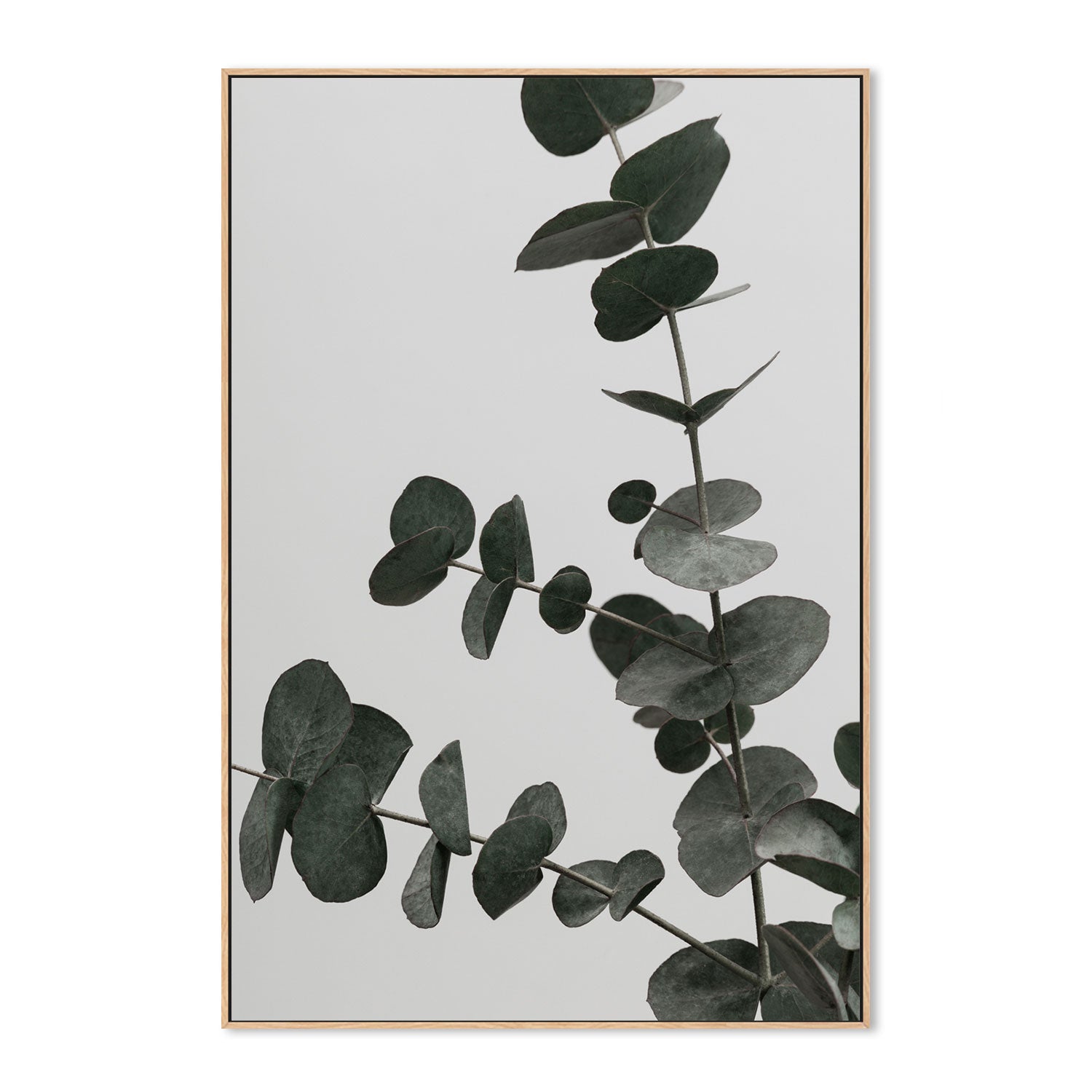 wall-art-print-canvas-poster-framed-Eucalyptus Natural, Style C-by-Plus X Studio-Gioia Wall Art