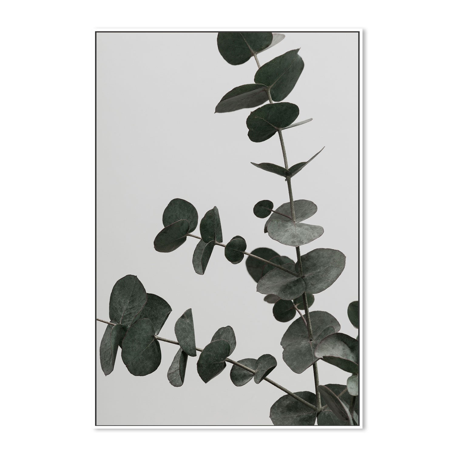 wall-art-print-canvas-poster-framed-Eucalyptus Natural, Style C-by-Plus X Studio-Gioia Wall Art