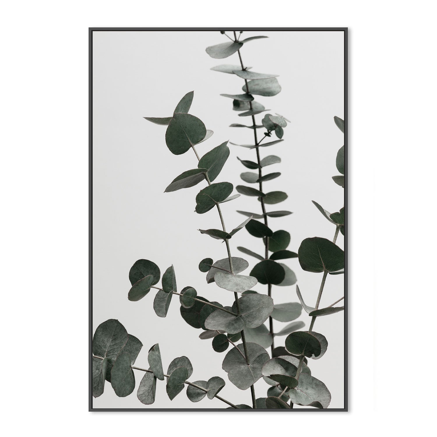 wall-art-print-canvas-poster-framed-Eucalyptus Natural, Style D-by-Plus X Studio-Gioia Wall Art