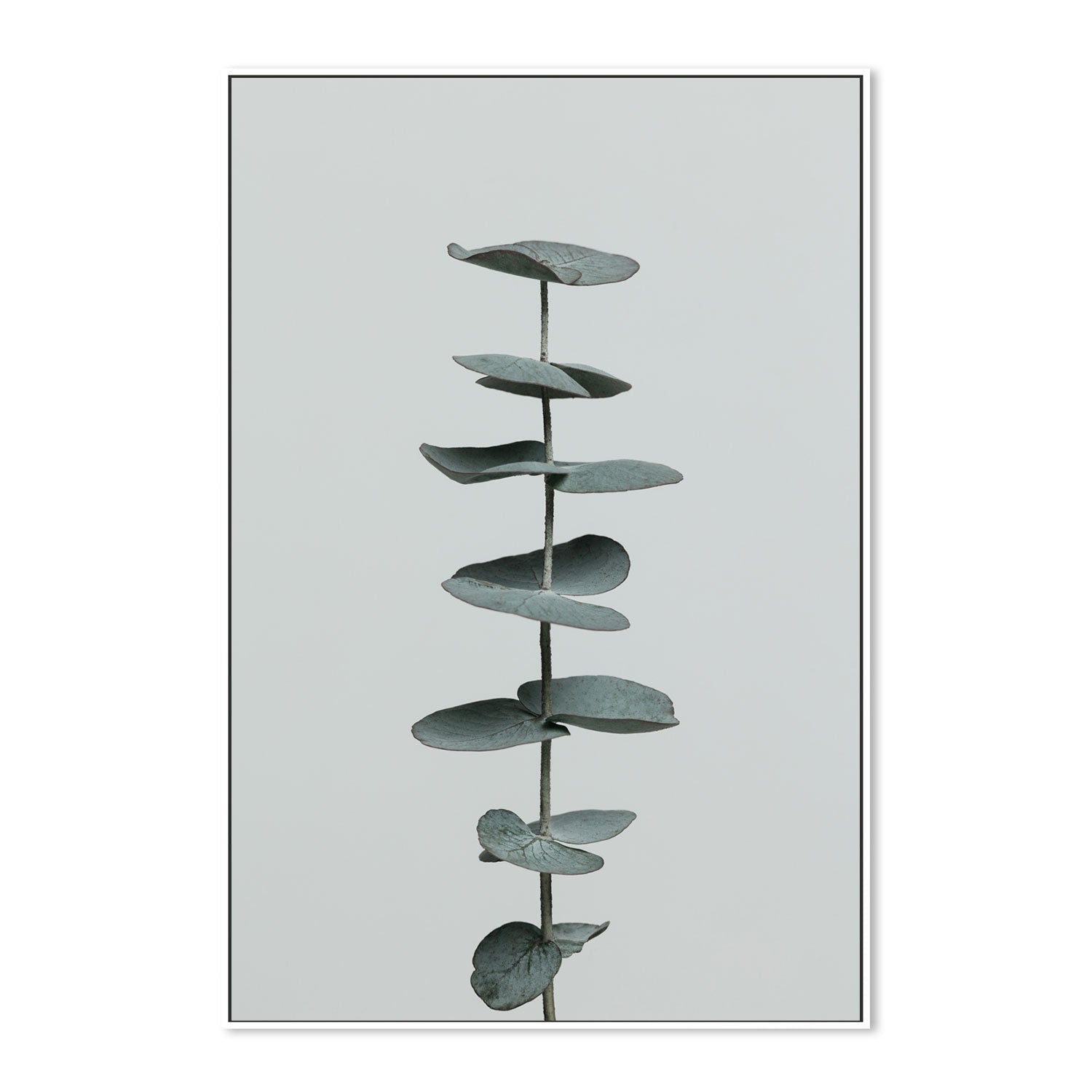 wall-art-print-canvas-poster-framed-Eucalyptus Natural, Style E-by-Plus X Studio-Gioia Wall Art