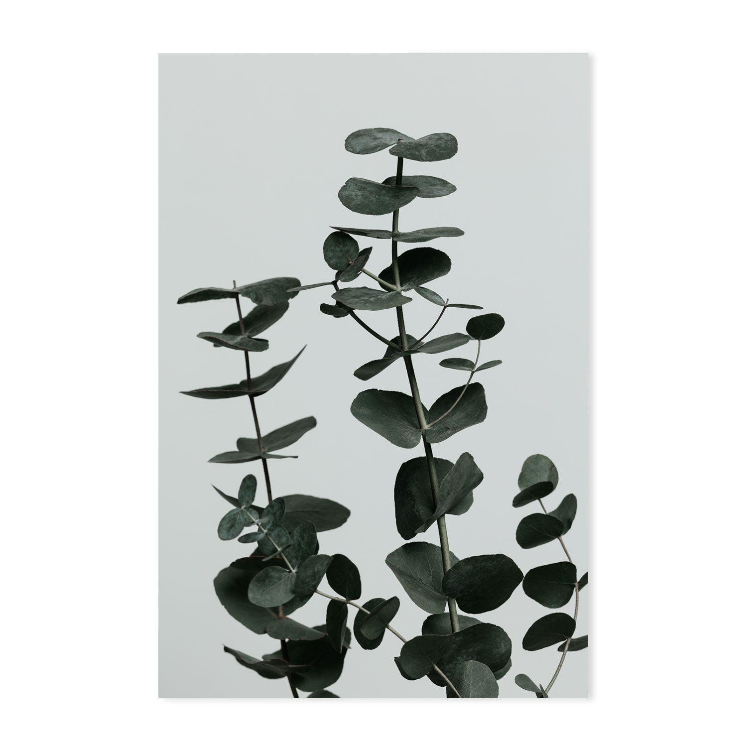 wall-art-print-canvas-poster-framed-Eucalyptus Natural, Style F-by-Plus X Studio-Gioia Wall Art