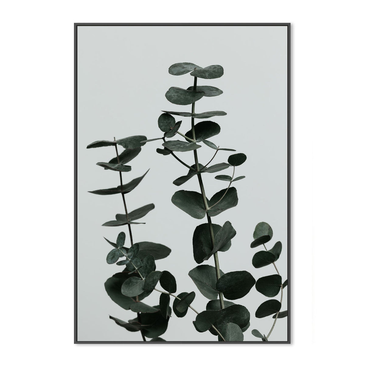 wall-art-print-canvas-poster-framed-Eucalyptus Natural, Style F-by-Plus X Studio-Gioia Wall Art
