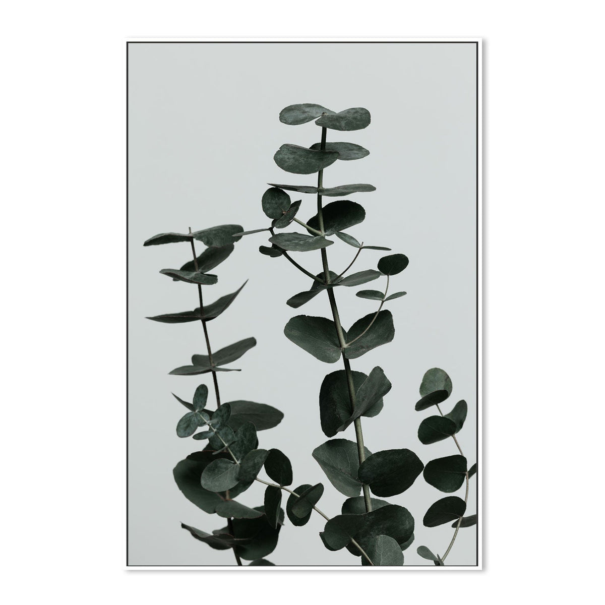 wall-art-print-canvas-poster-framed-Eucalyptus Natural, Style F-by-Plus X Studio-Gioia Wall Art
