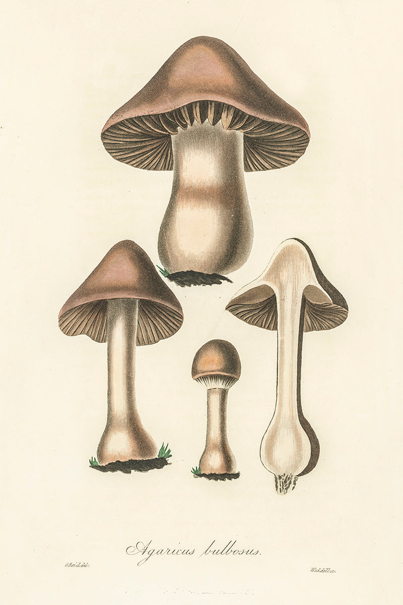 wall-art-print-canvas-poster-framed-Flat Bulb Mushrooms-GIOIA-WALL-ART