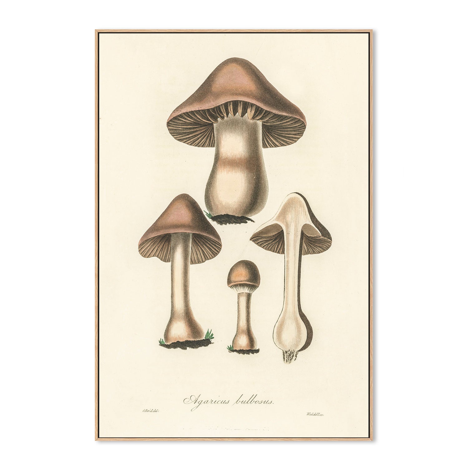wall-art-print-canvas-poster-framed-Flat Bulb Mushrooms-GIOIA-WALL-ART