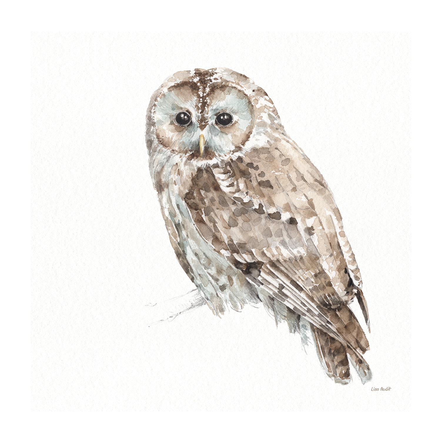 wall-art-print-canvas-poster-framed-Forest Friends, Style C , By Lisa Audit-GIOIA-WALL-ART
