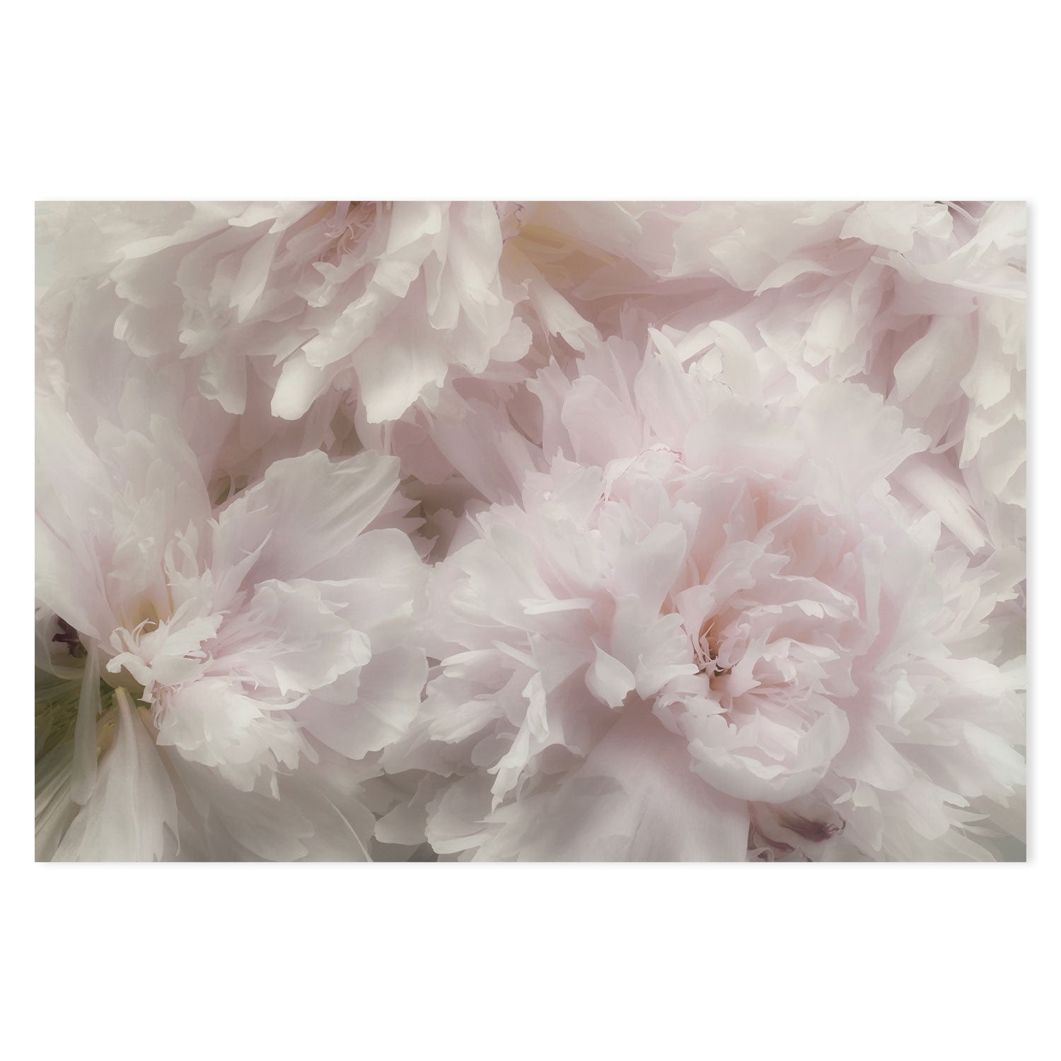 wall-art-print-canvas-poster-framed-Fragrant, by Heidi Westum-by-Plus X Studio-Gioia Wall Art