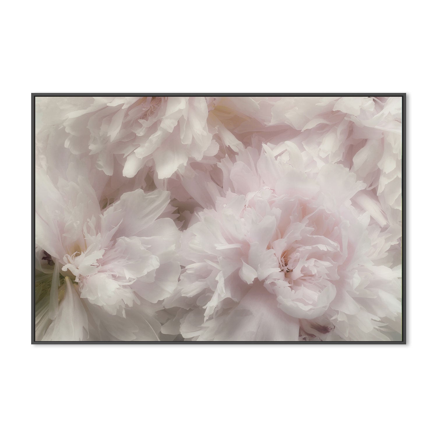 wall-art-print-canvas-poster-framed-Fragrant, by Heidi Westum-by-Plus X Studio-Gioia Wall Art