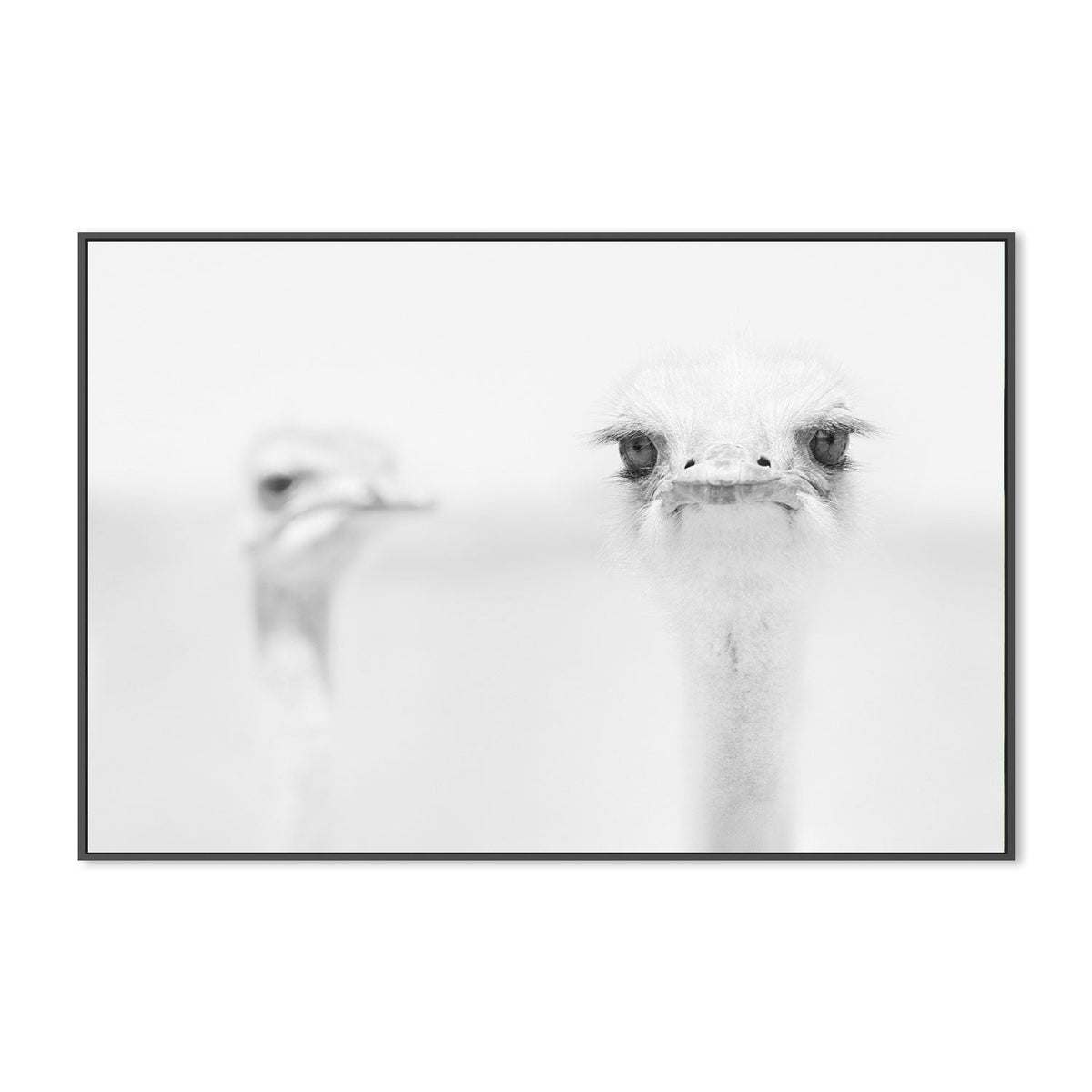 wall-art-print-canvas-poster-framed-Funny Ostrich, by Carlo Tonti-by-Plus X Studio-Gioia Wall Art