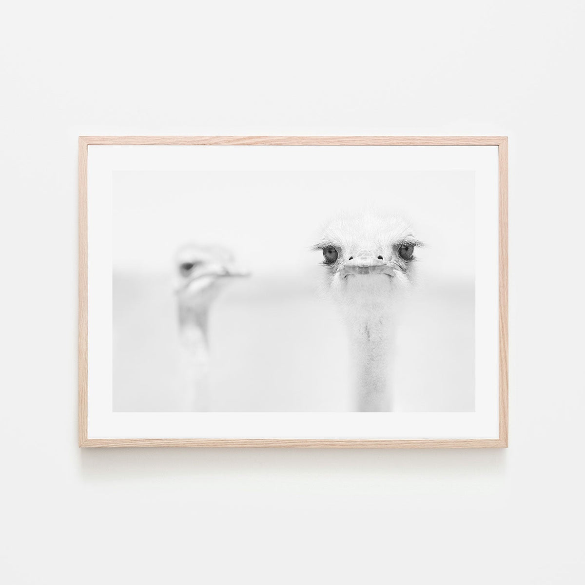 wall-art-print-canvas-poster-framed-Funny Ostrich, by Carlo Tonti-by-Plus X Studio-Gioia Wall Art